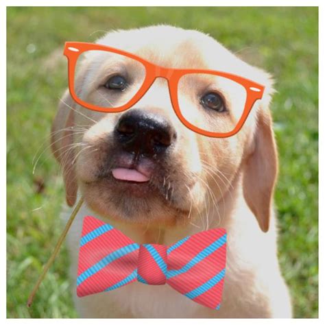 Preppy pups - Preppy Pups. Closed today. 18 reviews (414) 545-2200. Website. More. Directions Advertisement. 8302 W Lincoln Ave Milwaukee, WI 53219 Closed today. Hours. Sun 11:00 AM -4:00 PM Thu 11:00 AM -6:00 PM Fri 11:00 AM -7:00 PM Sat 11:00 AM ...